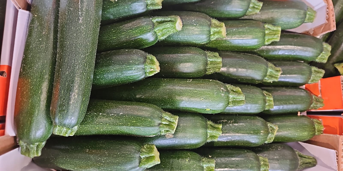 Prezzi bassi per le prime zucchine in piena aria, in calo del 36,9% rispetto al 2024
